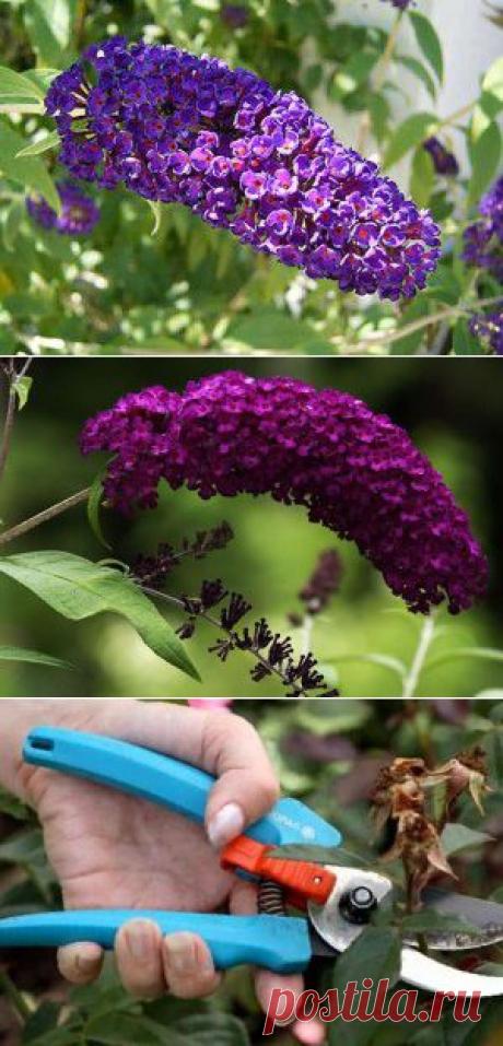 Посадка и уход за Будлеей Давида