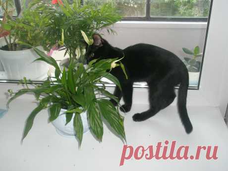 Что это тут расцвело?