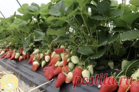 Лайфхак, чтобы лучше росла клубника!
На 10 л воды - 3 г марганцовки, 0,5 ч.л. борной кислоты, 1ст.л. мочевины, 0,5 стакана золы. Всё хорошенько перемешать. На большой куст - 1л.
