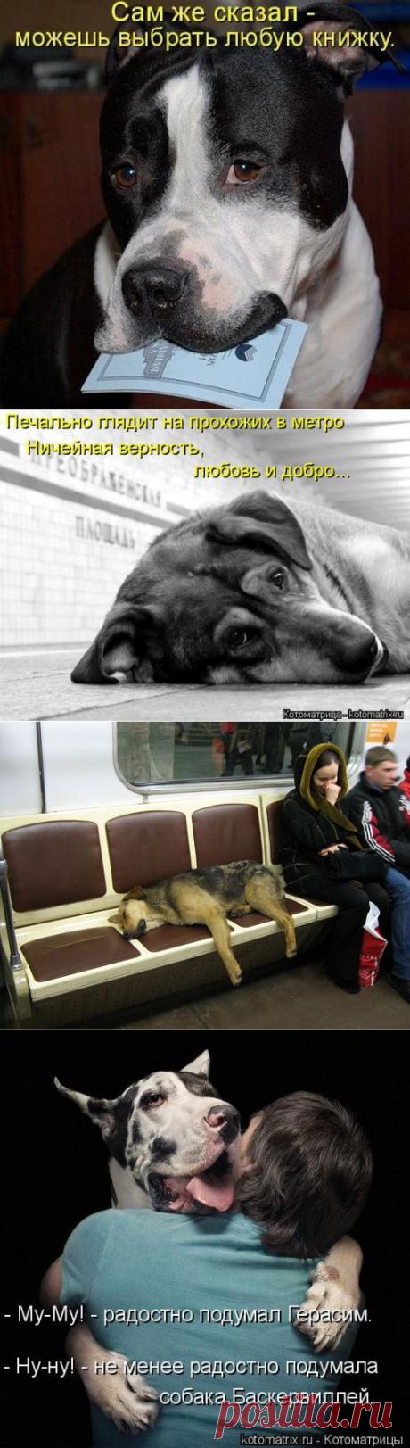 (+1) тема - Несколько фактов о собаках | Четвероногий юмор