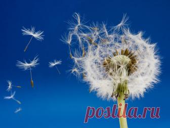 Способы борьбы с одуванчиками на даче: народные средства и препараты