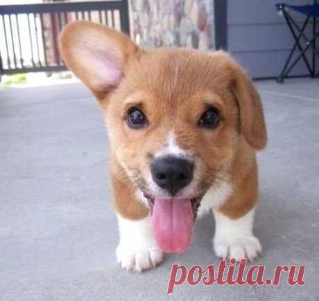 Umfrage / Изучение немецкого языка