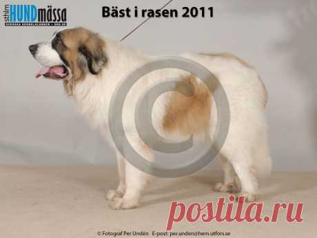PYRENEISK MASTIFF Namn:  C.I.B, FI&EE CH, NO (VP)CH, NORD V-10 NOGALES NAVARRO CABANA DE OTAULA    Ägare:  KATJA RYTKÖNEN, PIELAVESI FINLAND   Uppfödare:  GALAN SEGURA DIEGO, SPANIEN