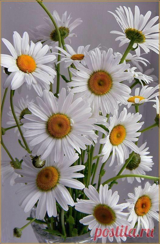 Пин на доске яРОМАШЕЧКИ