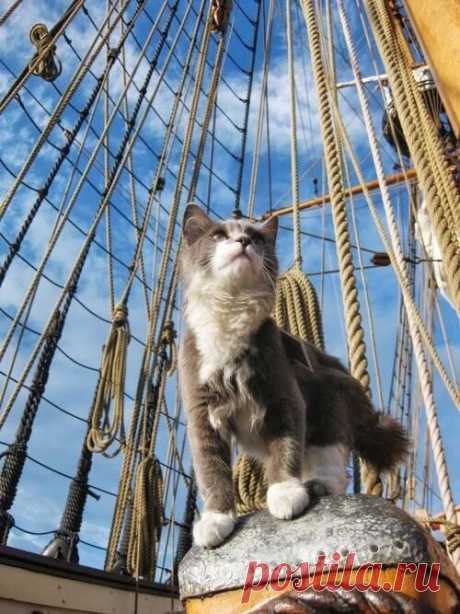 Stowaway | ~SAIL AWAY~