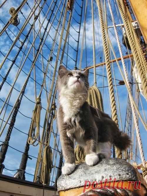 Stowaway | ~SAIL AWAY~