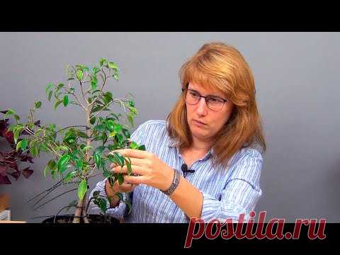 Сращивание фикусов Бенджамина (ч.2).