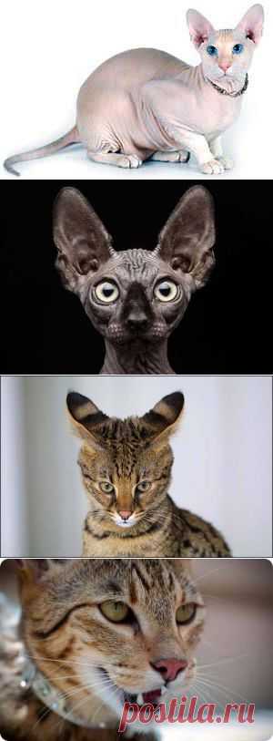5 самых дорогих пород домашних кошек в мире