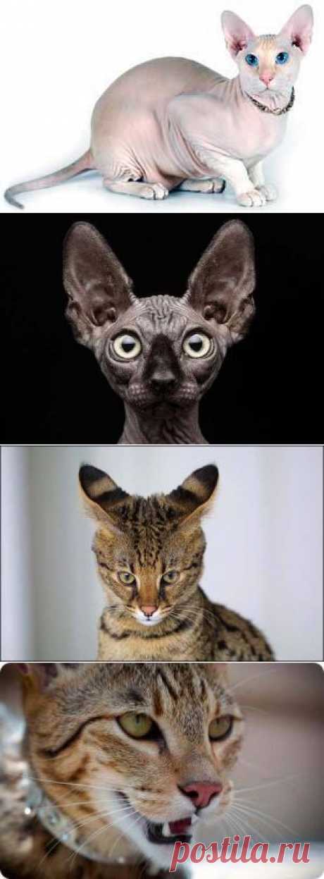 5 самых дорогих пород домашних кошек в мире