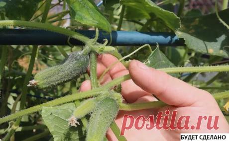 БОРНАЯ  кислота.Болезни, как рукой сняло. Говорю, чем опрыскать огурцы, чтобы продлить плодоношение до октября | Будет сделано | Яндекс Дзен