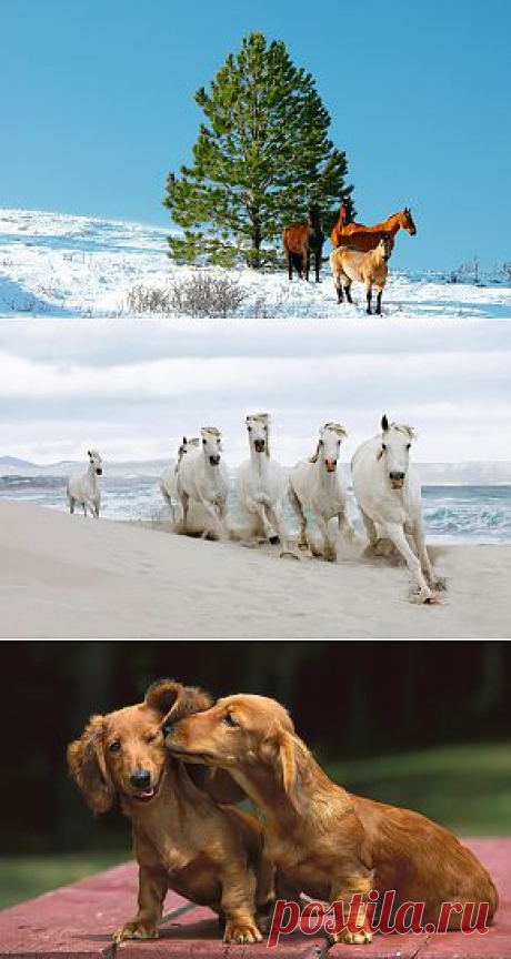 Категория : Животные — обои и картинки для рабочего стола на сайте www.GdeFon.ru — страница 11