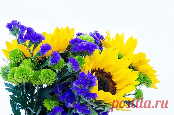 Flowers  Free Stock Photo HD - Public Domain Pictures