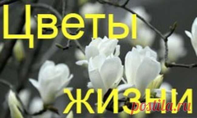 АЖУРНЫЙ ЖАКЕТ: Дневник группы «ВЯЖЕМ ПО ОПИСАНИЮ»: Группы - женская социальная сеть myJulia.ru