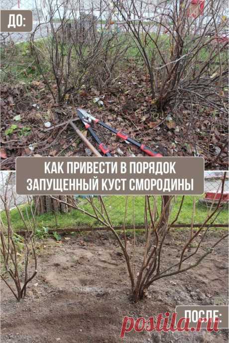 Как привести в порядок запущенный куст смородины