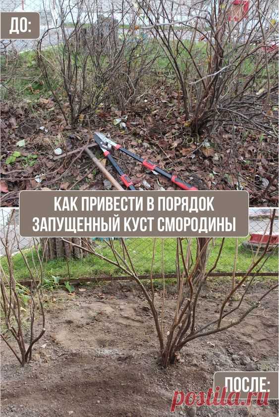 Как привести в порядок запущенный куст смородины