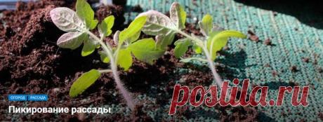 Пикирование рассады
Пикирование растений процедура спорная. Кто-то ее постоянно совершает, а кто-то на отрез отказывается это делать. Главное нужно помнить, что пикировка необходима для Читать полностью в источнике