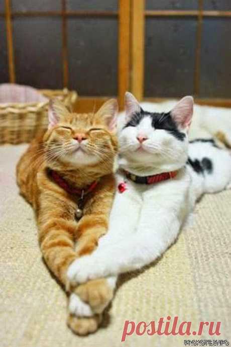 Кот (Котофул комьюнити): сладкая парочка - nadegdacherepaschuk@gmail.com - Gmail