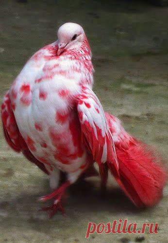 Людмила Владимировна Дьяченко