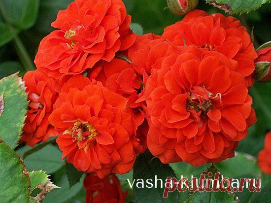 Розы флорибунда посадка и уход