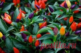 Огонек на подоконнике: все о выращивании комнатного перчика (капсикума) Острый комнатный перчик: только красота, или польза тоже
Жгучие плоды такого перчика можно добавлять в маринады, закатки, супы, мясные блюда. Не успеваете употребить весь урожай за раз? Перчики можно ...