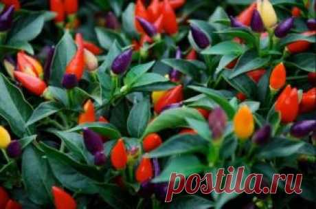 Огонек на подоконнике: все о выращивании комнатного перчика (капсикума) Острый комнатный перчик: только красота, или польза тоже
Жгучие плоды такого перчика можно добавлять в маринады, закатки, супы, мясные блюда. Не успеваете употребить весь урожай за раз? Перчики можно ...