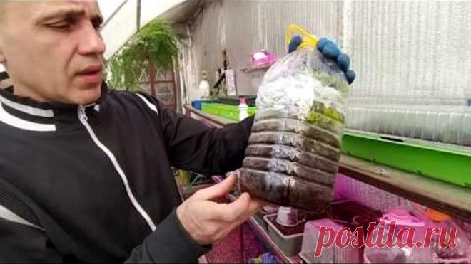 Зимнее Черенкование