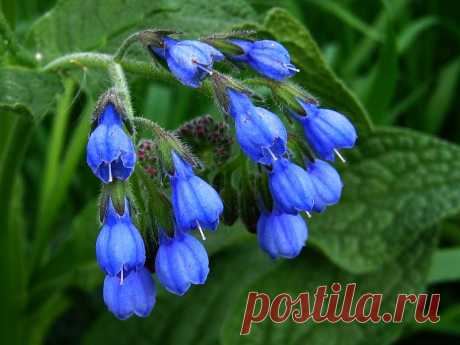 Эскулап: Окопник (живокост) для лечения переломов, суставных болей, ушибов, ран, нарывов, гематом