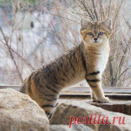 Барханный кот – одинокий житель пустыни