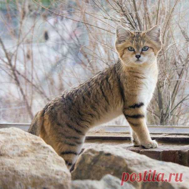 Барханный кот – одинокий житель пустыни