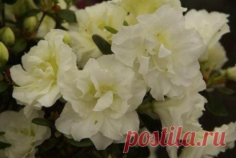 Азалия: посадка, выращивание и уход