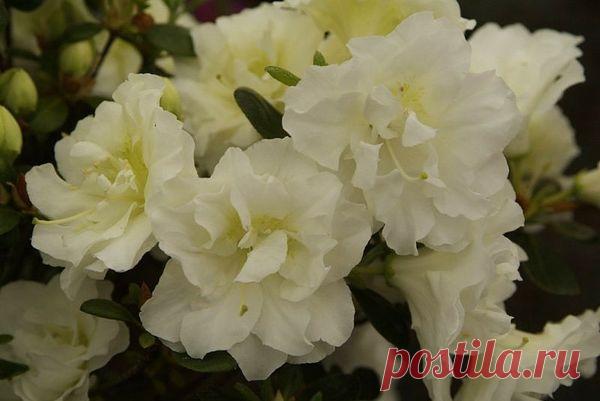 Азалия: посадка, выращивание и уход