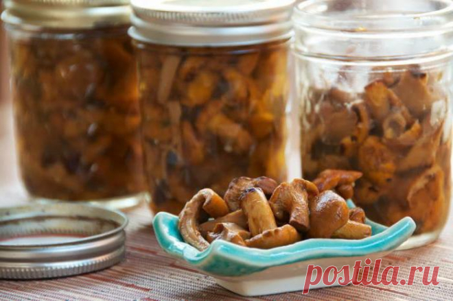 Вкусные и полезные рыжики. Как солить на зиму :: SYL.ru