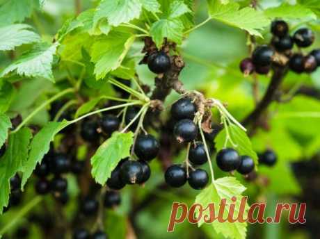 Размножение чёрной смородины зелёными черенками