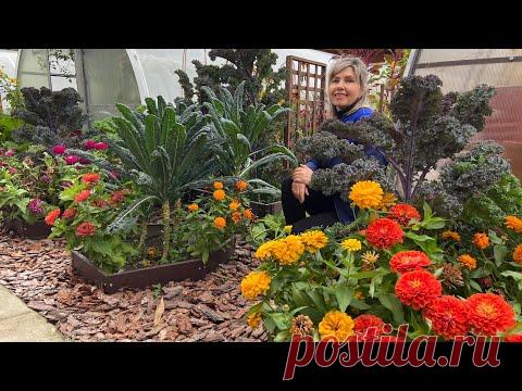 Обязательно посадите в сентябре и октябре самые лучшие тюльпаны и нарциссы! - YouTube