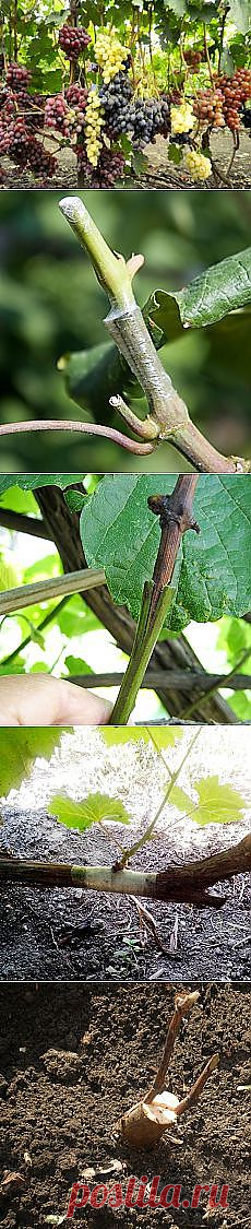 Письмо «Группа: Усадьба-вырастим и сделаем своими руками и другие материалы. Новое в Вашей подборке на Постила.ru» — Постила.ru — Яндекс.Почта