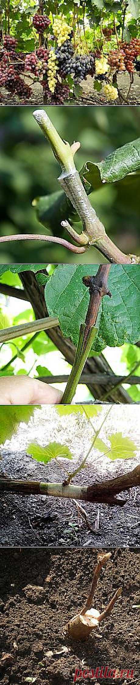 Письмо «Группа: Усадьба-вырастим и сделаем своими руками и другие материалы. Новое в Вашей подборке на Постила.ru» — Постила.ru — Яндекс.Почта