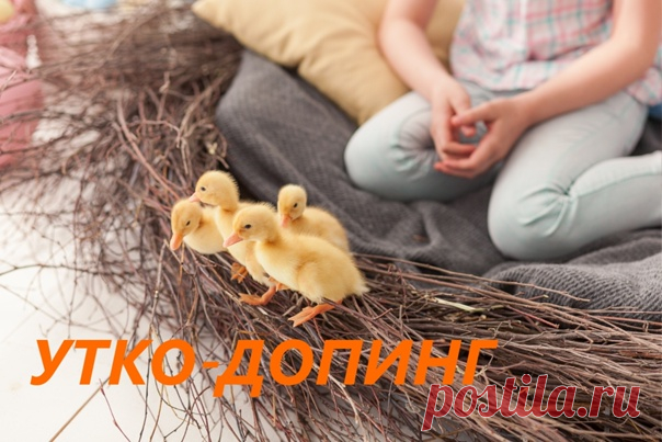 Если у вас низкий тонус или жизненный ритм медленный, купите уток. Впрочем, одной нормальному человеку достаточно. Я – экстремалка, купила шестьдесят штук. Людям нестрессоустойчивым номер повторять не рекомендуется.
Показать полностью...