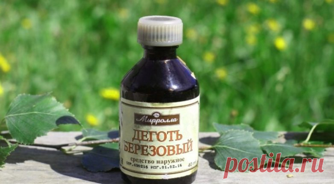 Березовый деготь - натуральная защита от всех вредителей! / Домоседы