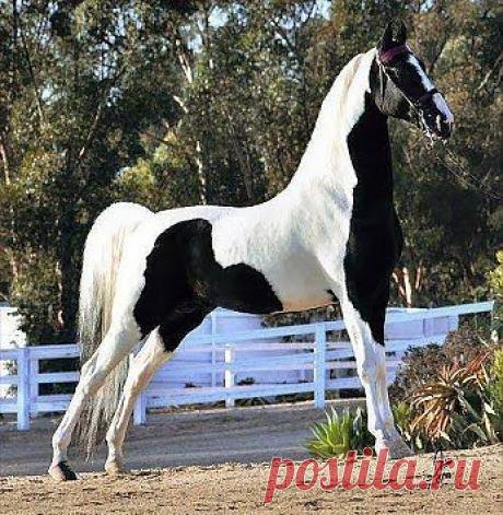 Насторожился...