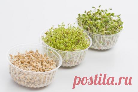 Пророщенные семена - суперполезная еда!