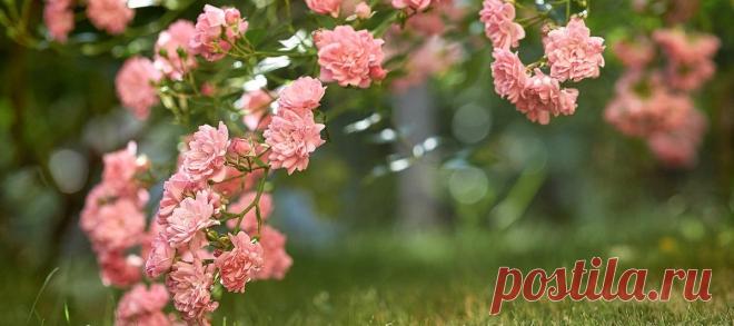 Саженцы и луковицы купить в интернет магазине «Долина роз». Саженцы и луковицы: продажа, цена в прайсе, доставка почтой России