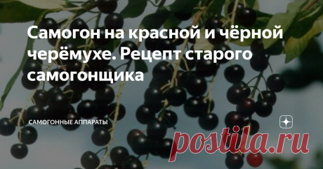 Самогон на красной и чёрной черёмухе. Рецепт старого самогонщика Кто из нас не любил в детстве пирожки из чёрной черёмухи? Сам я часто покупал в аптеке сухие плоды черёмухи, и бабушка пекла из них те самые пирожки. Помня об этом, я посадил в своём саду красную и чёрную черёмуху, которые разрослись, расплодились, выросли выше проводов. Только вот пирожки из них мы не готовим. Может быть вкусы изменились, а может быть просто лень заниматься всем этим. Сами по себе плоды черё...