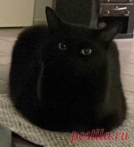 Угольно-черные коты, которые, кажется, совершенно не похожи на своих собратьев / Питомцы