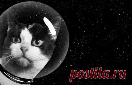 Первая и единственная кошка в космосе