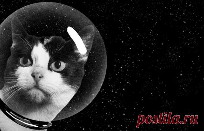 Первая и единственная кошка в космосе