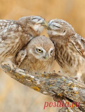Совушки/Owls – Сообщество – Google+