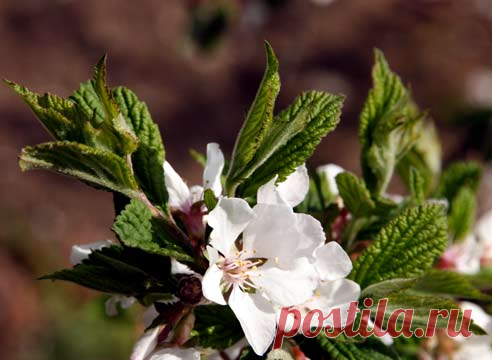 ВИШНЯ ВОЙЛОЧНАЯ 
По своей природе и биологическим особенностям войлочная вишня (Prunus tomentosa) ближе к сливам и скрещивается со сливой, персиком, алычой и даже абрикосом, а вот с 