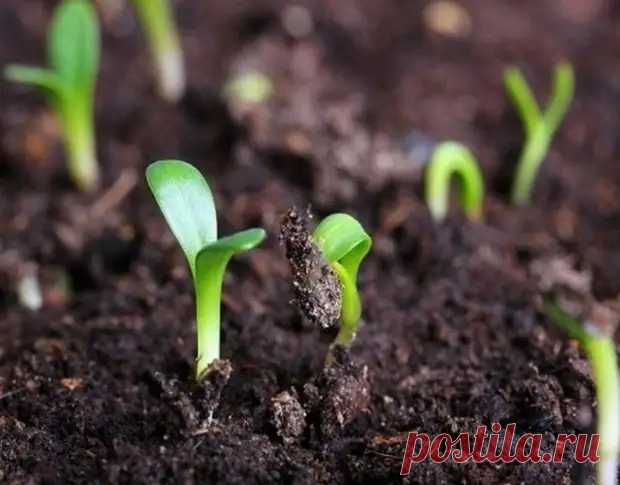 Дачные переделки, или Вторая жизнь старого шкафа - Сделай сам - 9 сентября - 43118049636 - Медиаплатформа МирТесен