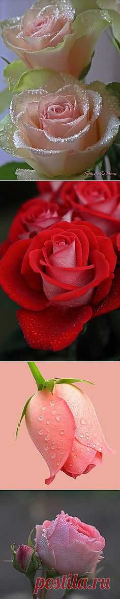Pinterest