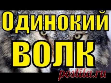 Песня ОДИНОКИЙ ВОЛК Виталий Цаплин красивый русский шансон лучшее клипы блатные песни для души клип